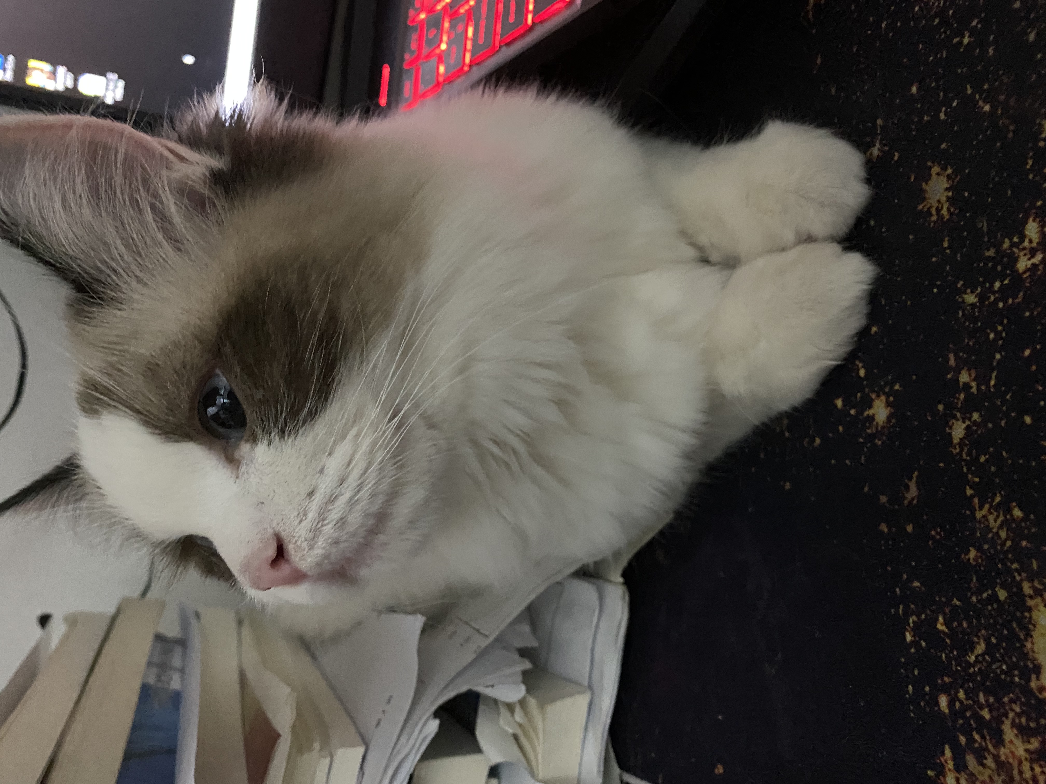 只玩单选